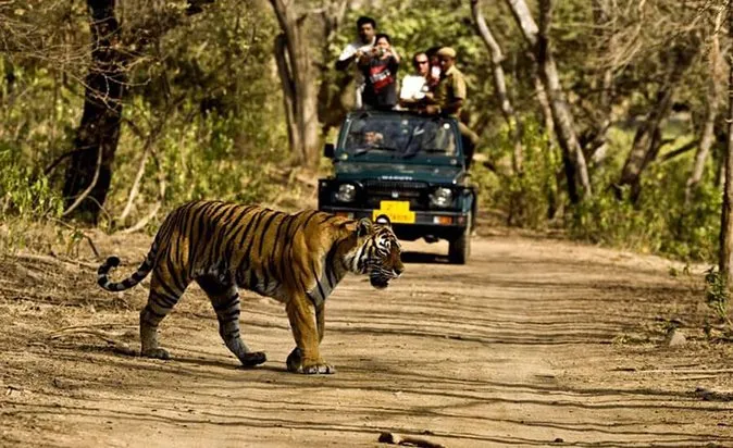 Jungle Safari (Foreigner)